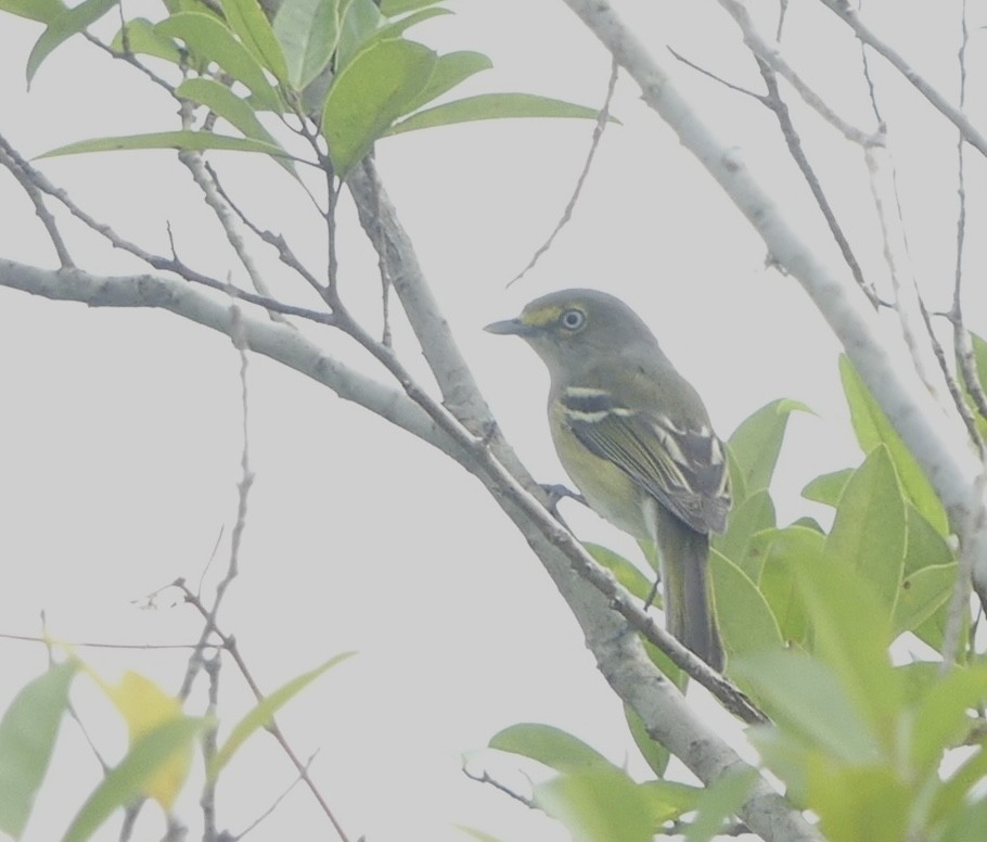 Ak Gözlü Vireo - ML370689601