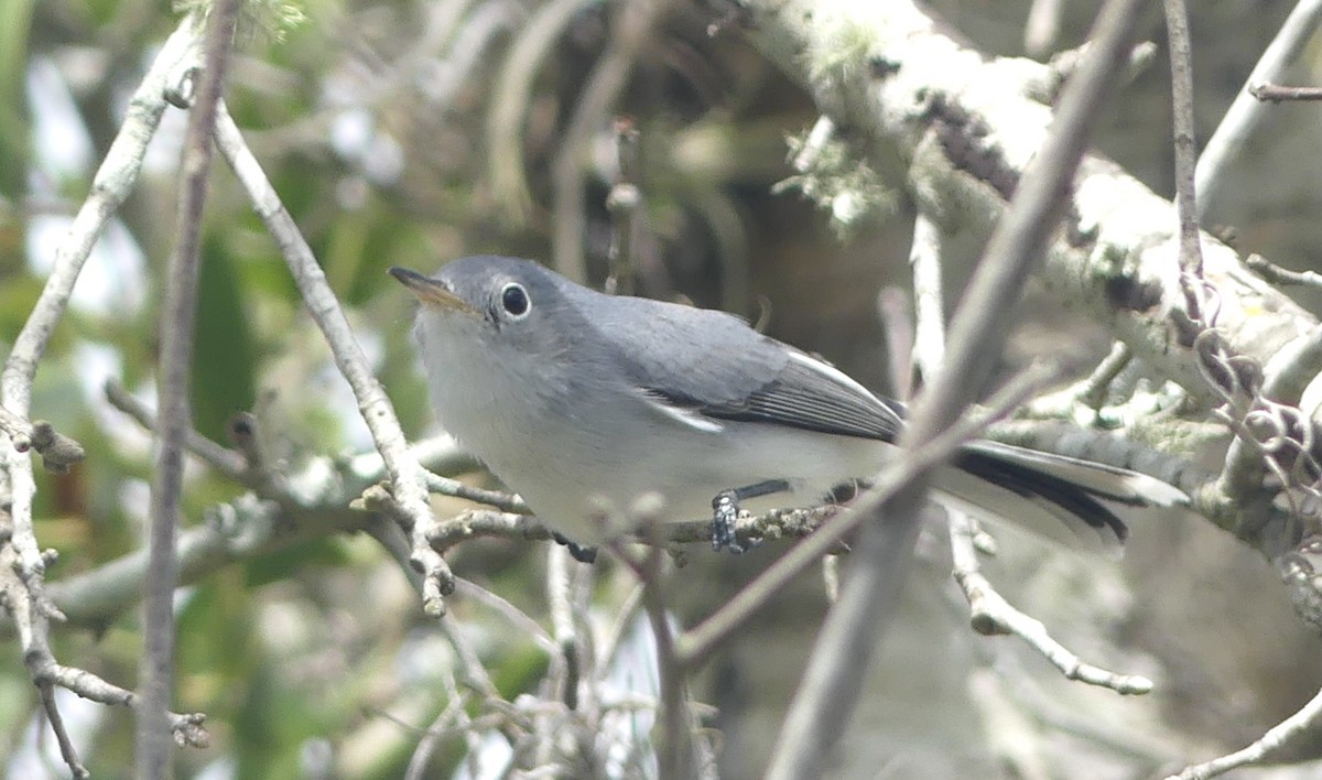 Blue-gray Gnatcatcher - ML370689631