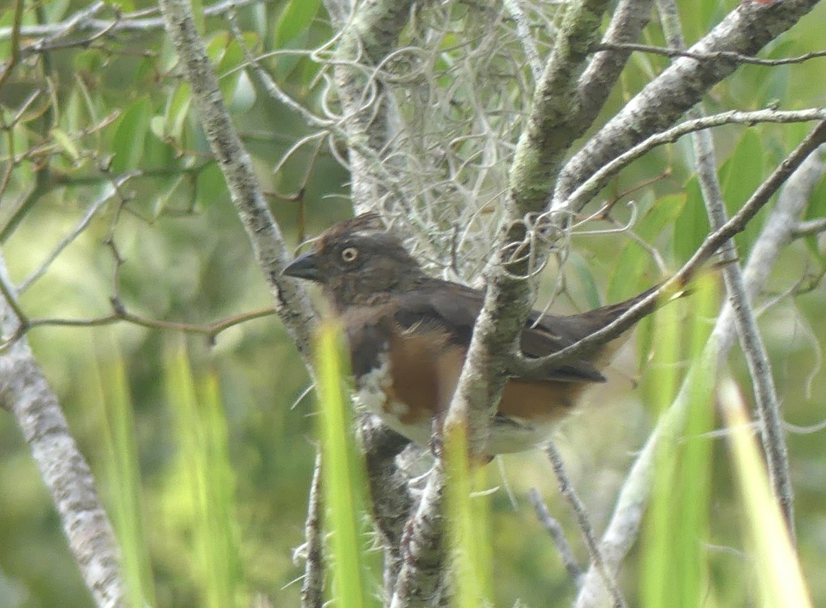 Eastern Towhee - ML370689641