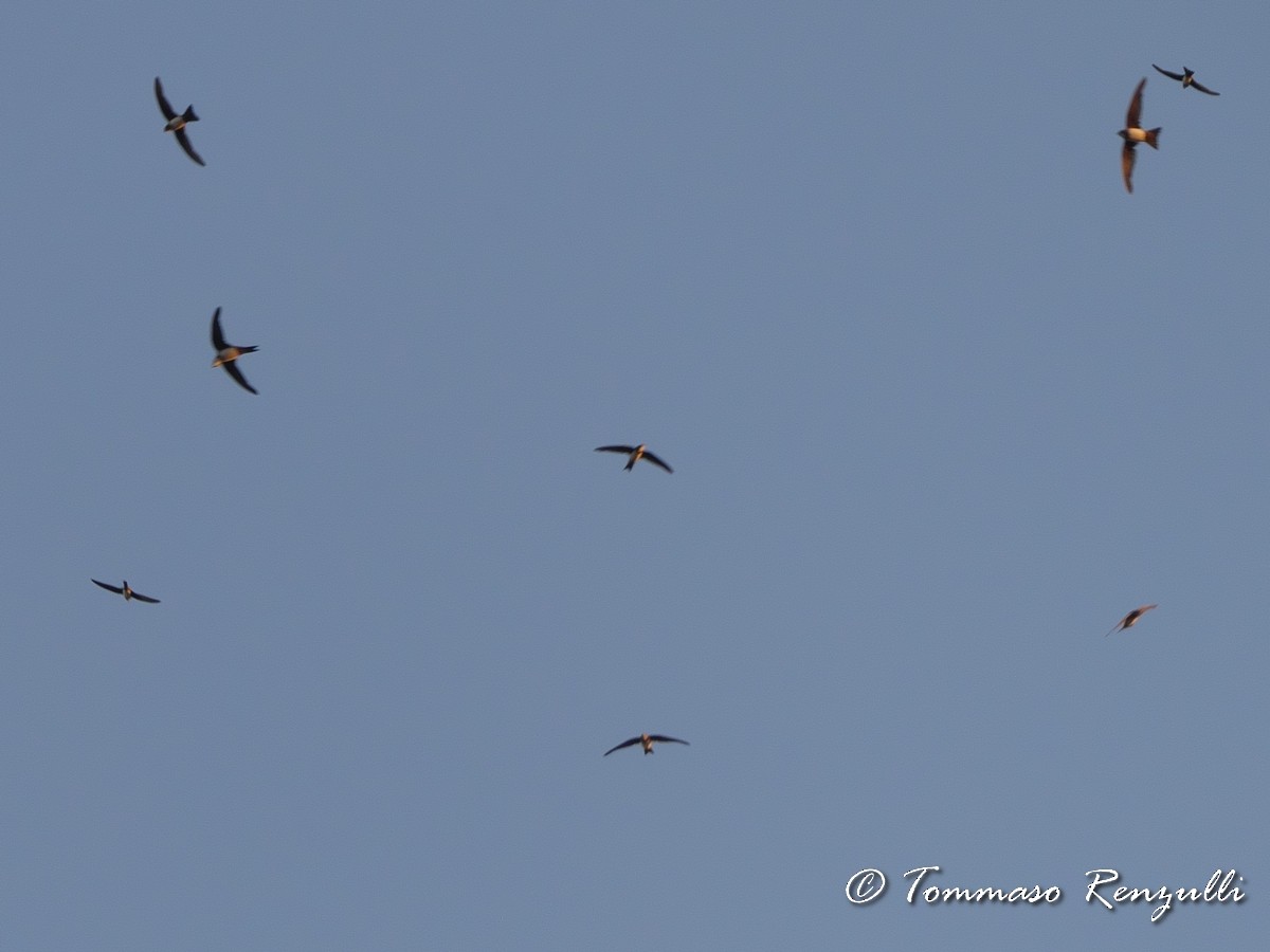 Alpine Swift - Tommaso Renzulli