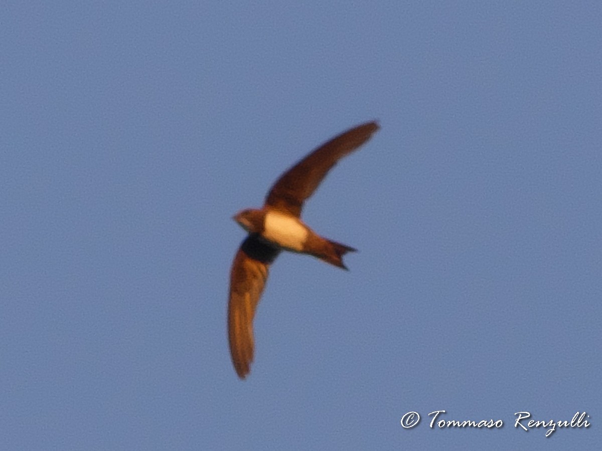 Alpine Swift - Tommaso Renzulli