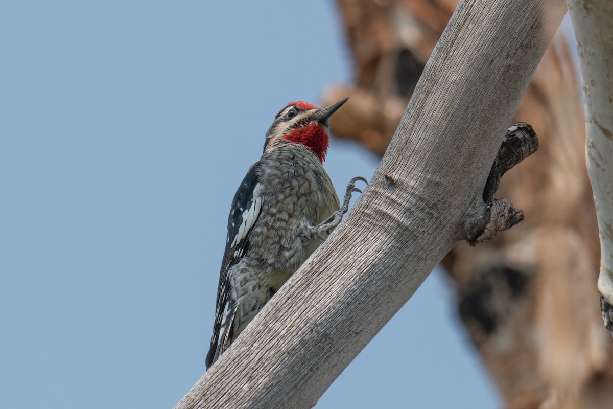 Red-naped x Red-breasted Sapsucker (hybrid) - Forrest English
