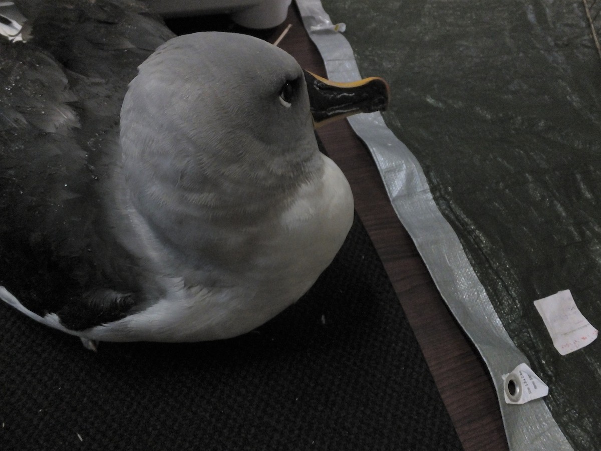 albatros šedohlavý - ML370690761