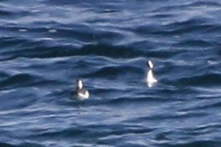 Red Phalarope - ML37069131