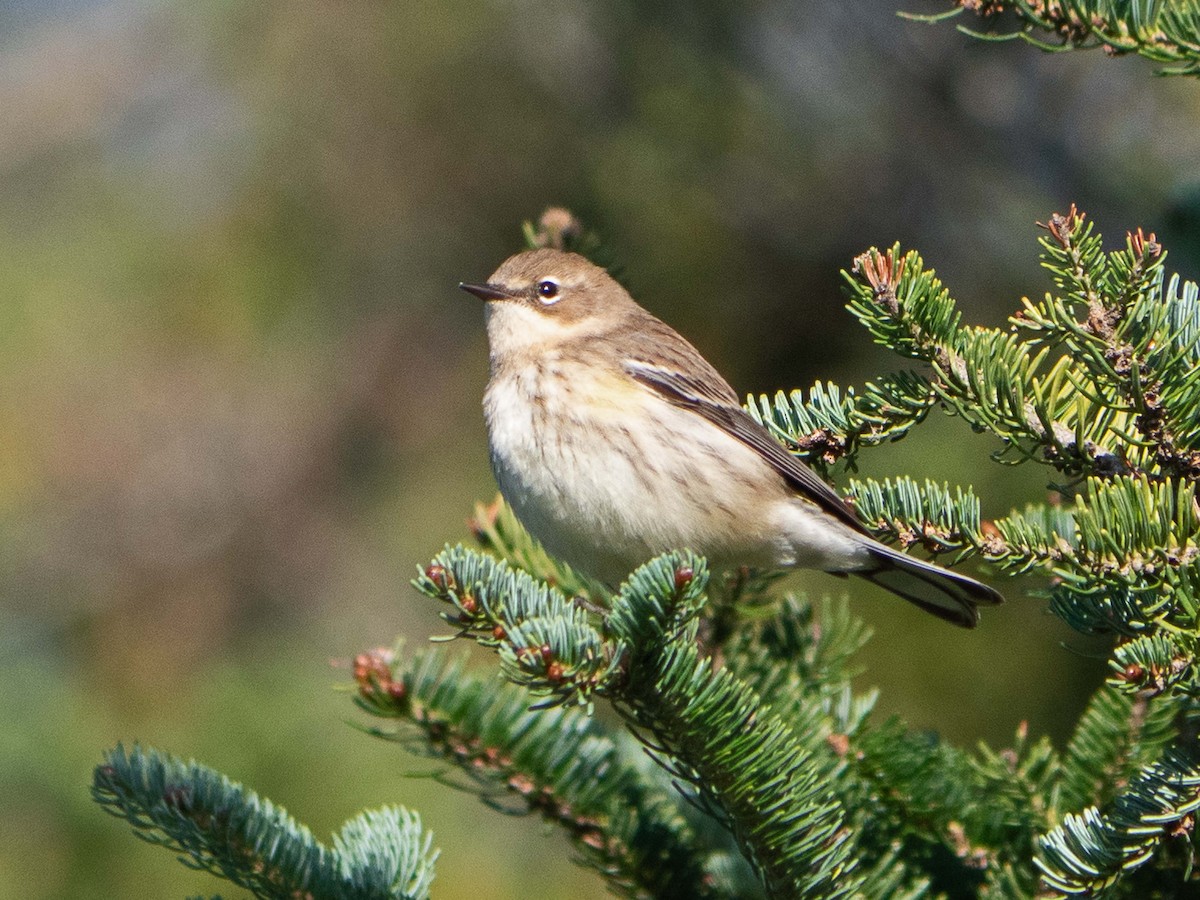 Kronenwaldsänger (coronata) - ML370692291