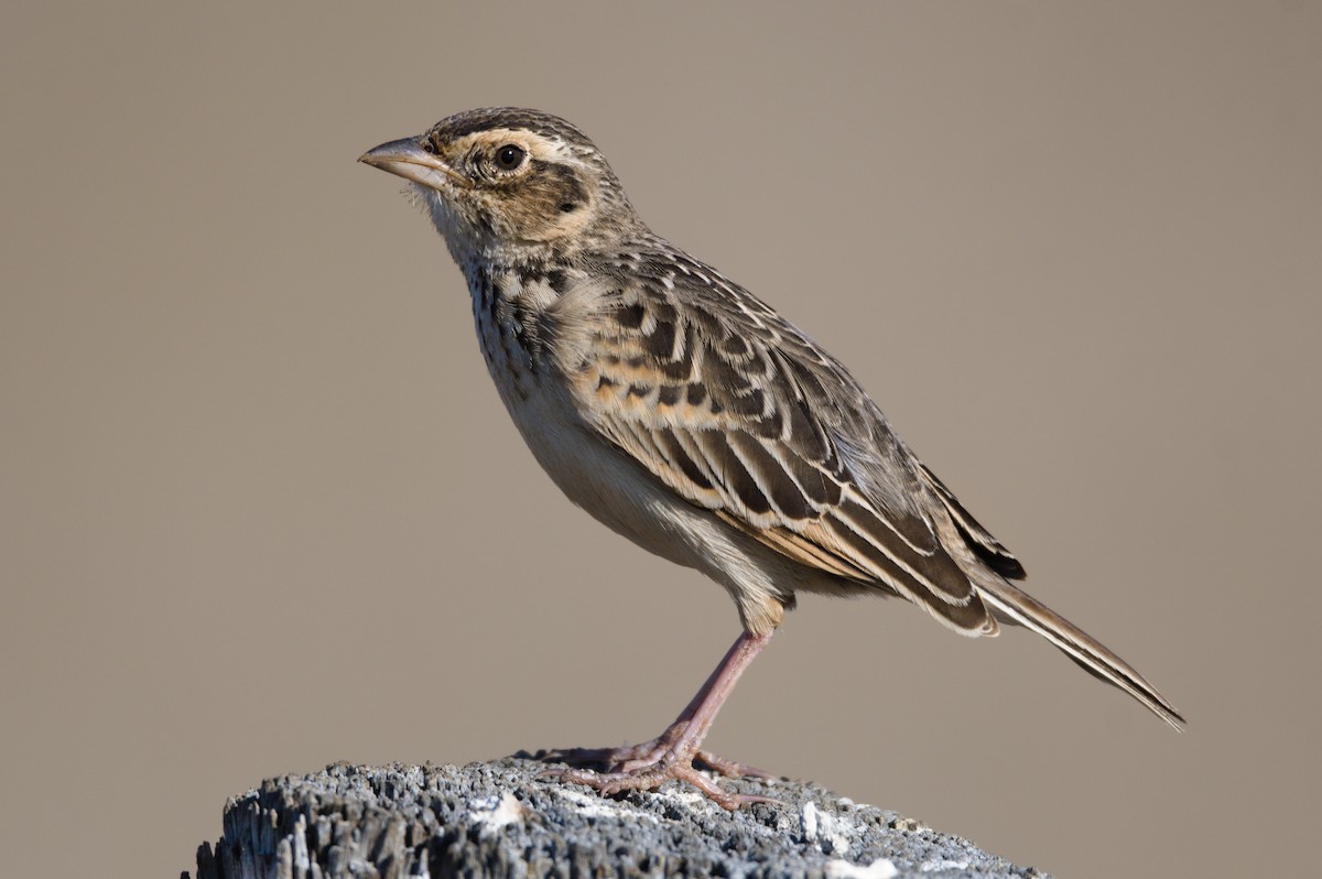 Singing Bushlark (Australasian) - ML370692651