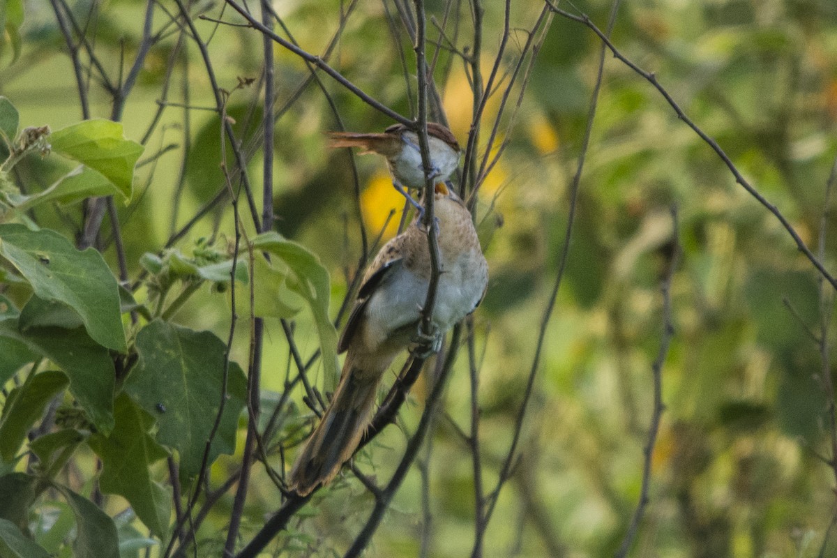 Striped Cuckoo - ML37069461