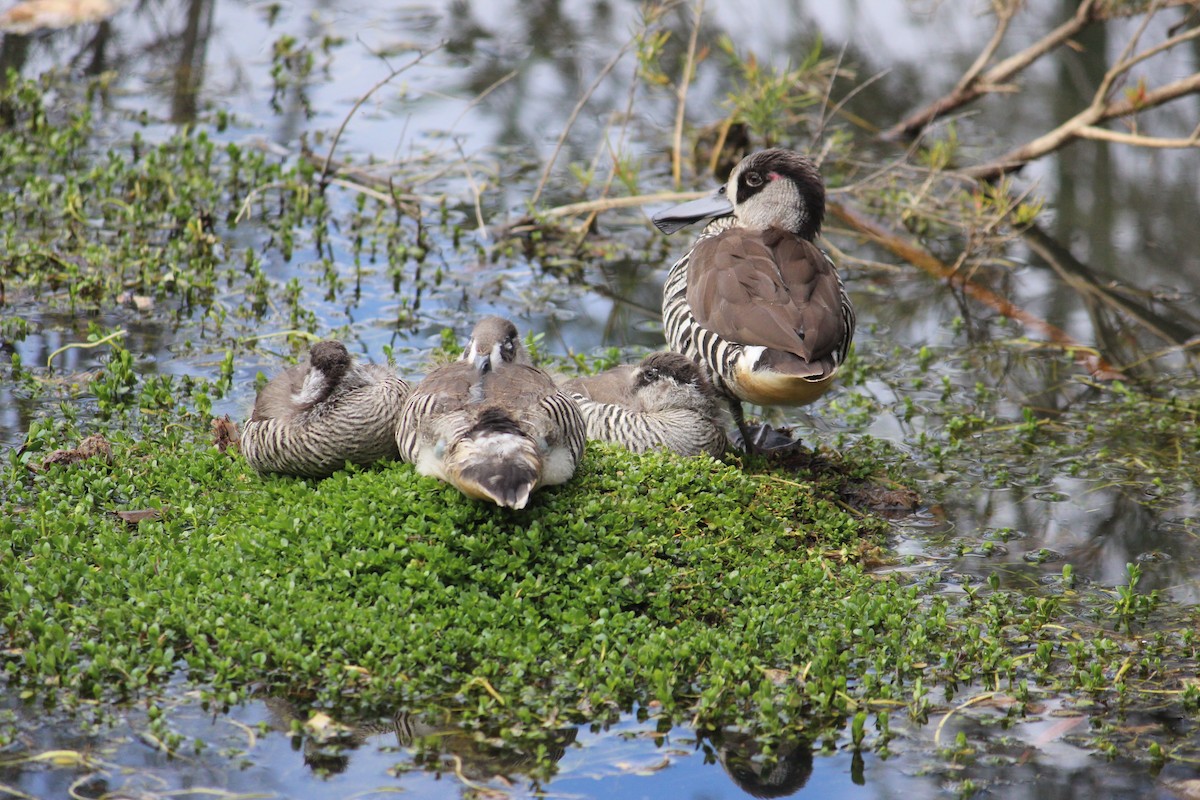 lžičák širokozobý - ML370694611