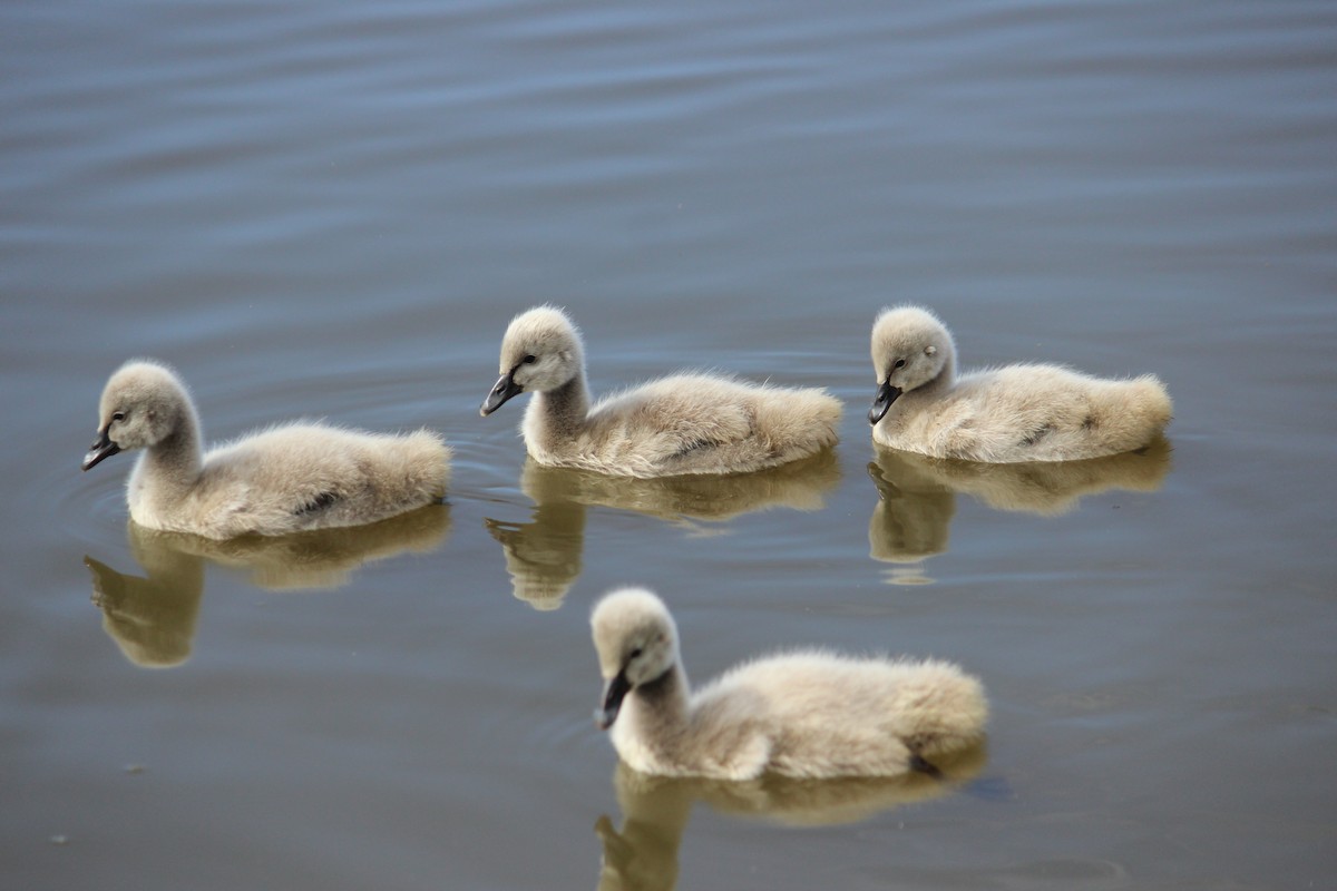 labuť černá - ML370694641