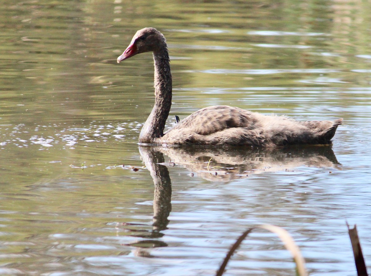 labuť černá - ML370694671