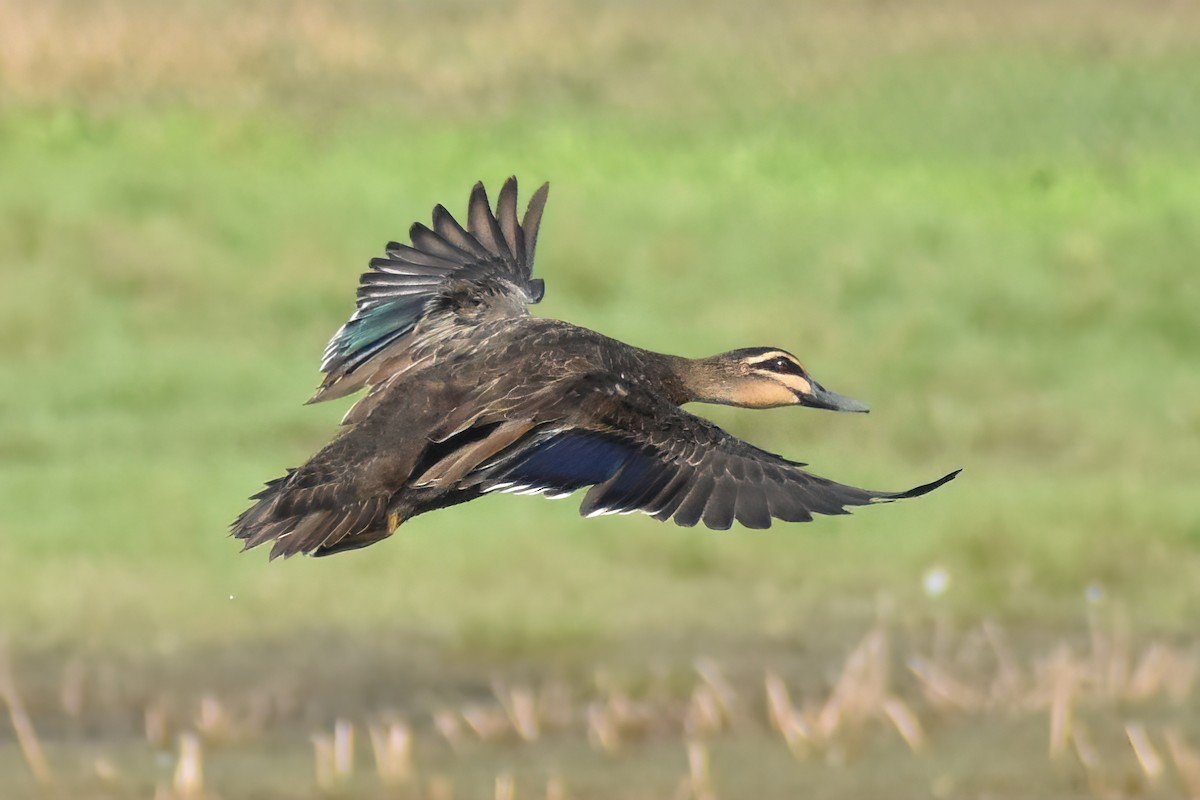 Pacific Black Duck - ML370694681