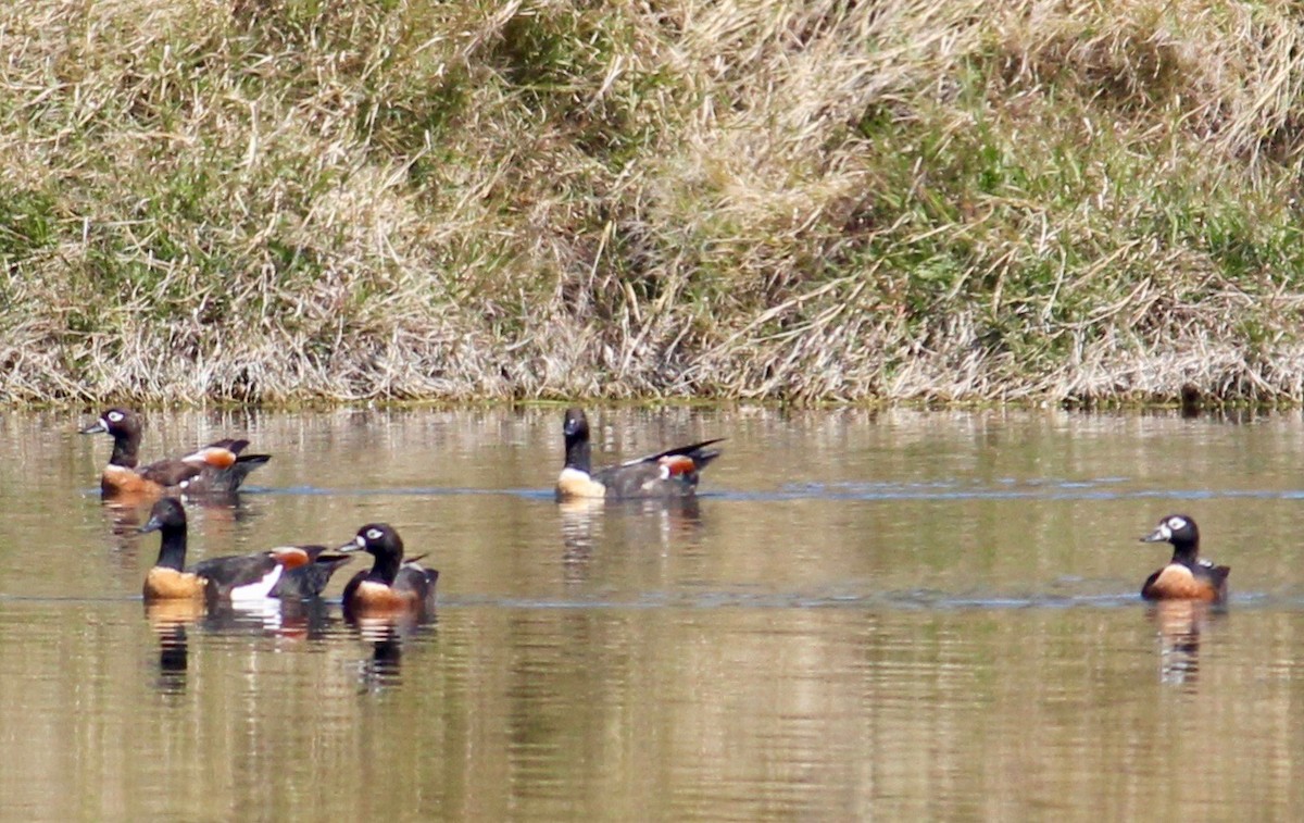 husice australská - ML370694691