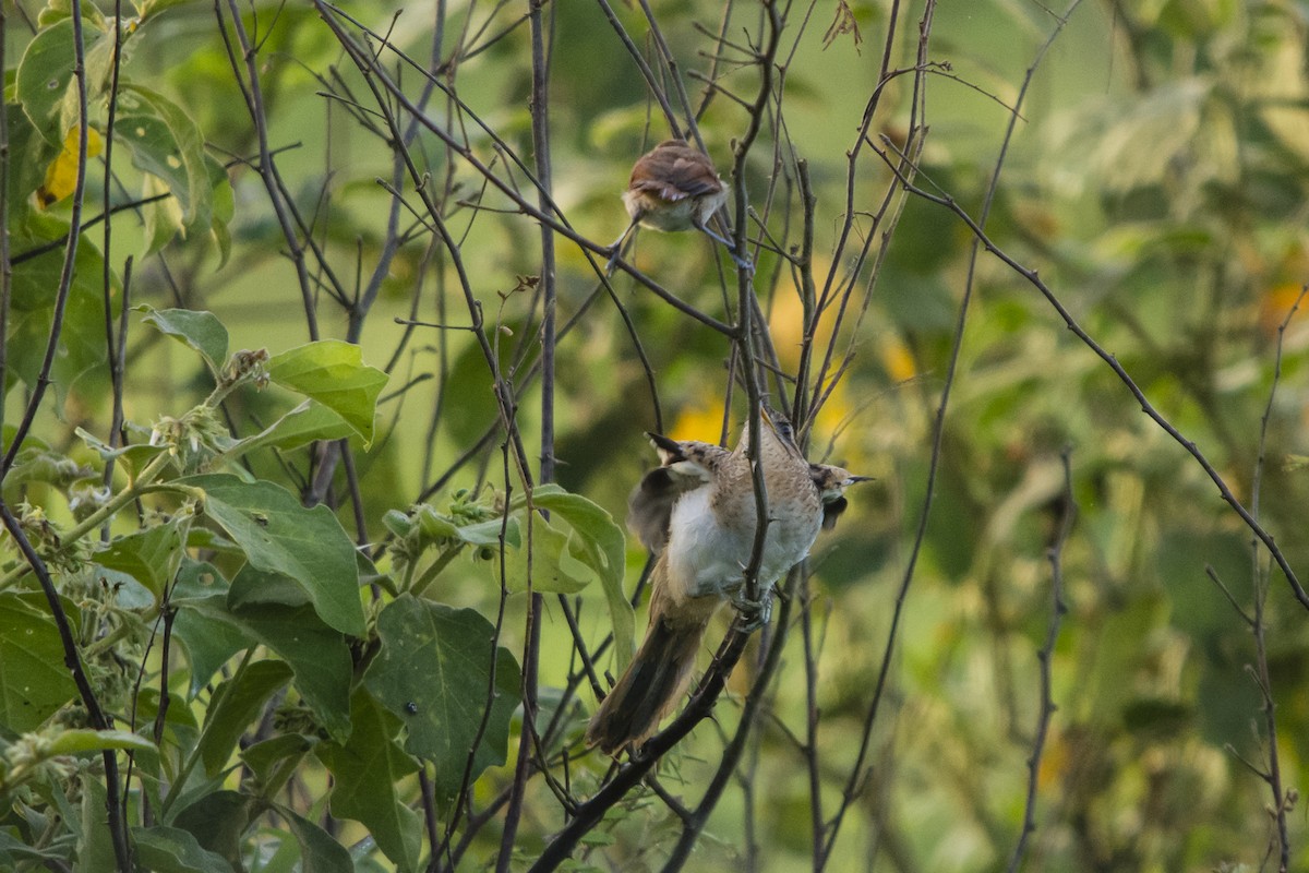 Striped Cuckoo - ML37069481