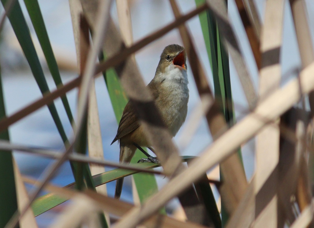 rákosník australský - ML370694861