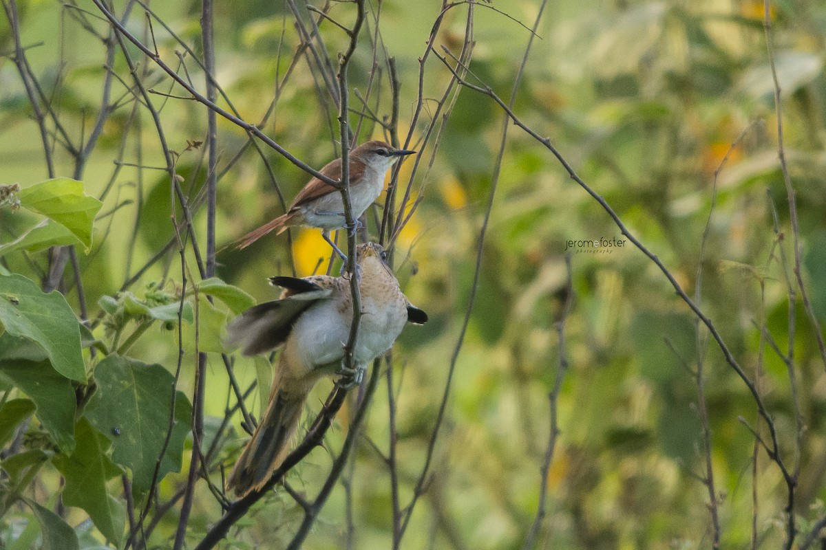 Striped Cuckoo - ML37069501