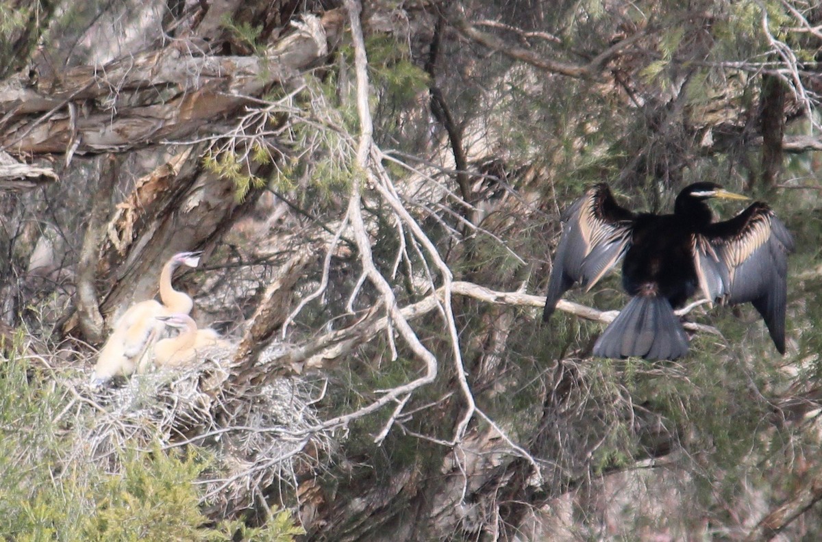 anhinga australská - ML370695051