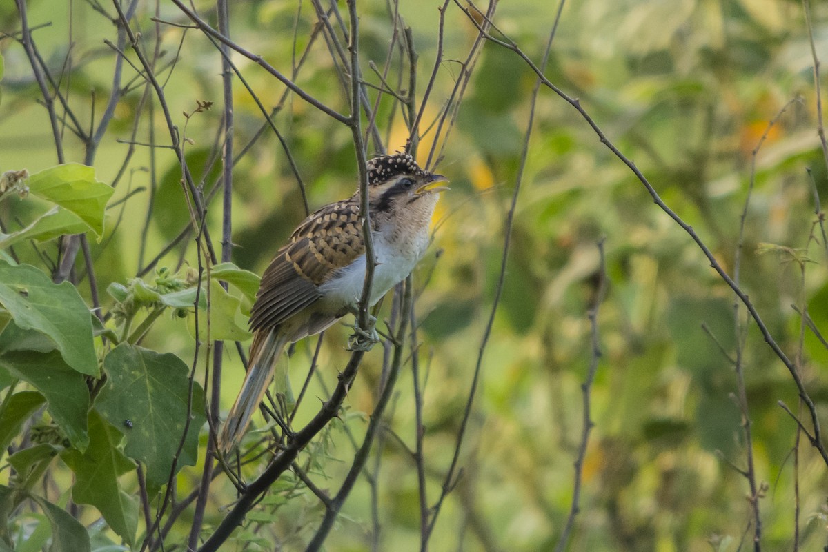 Striped Cuckoo - ML37069511