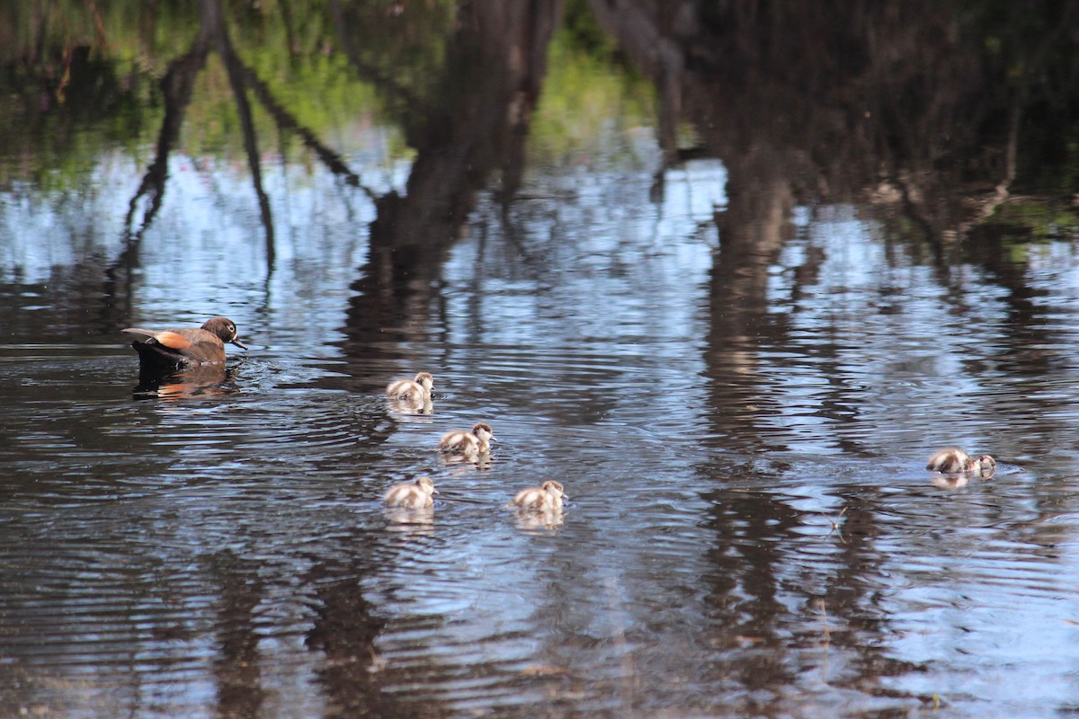 husice australská - ML370695131