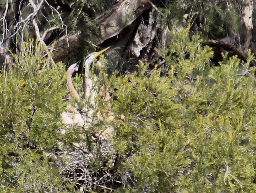anhinga australská - ML370695241