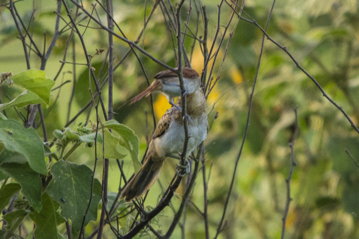 Striped Cuckoo - ML37069531