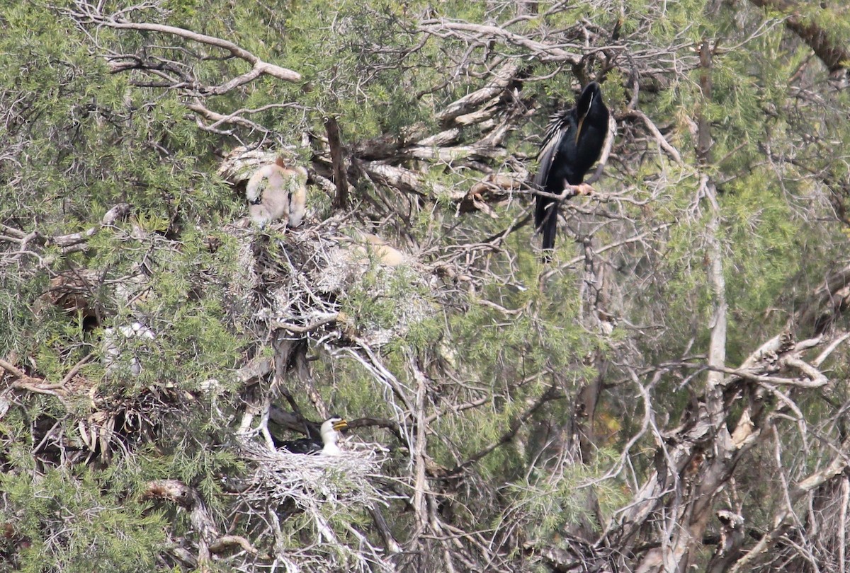 kormorán černobílý - ML370695441