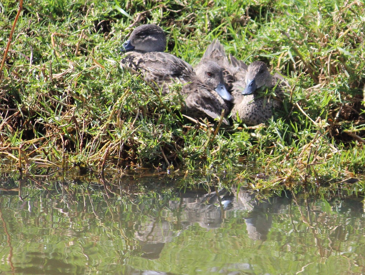 čírka bělohrdlá - ML370695561