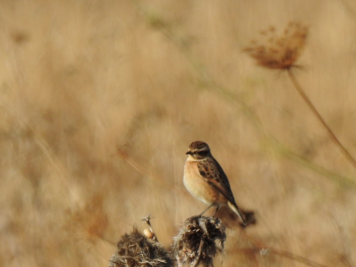 Whinchat - ML370695581