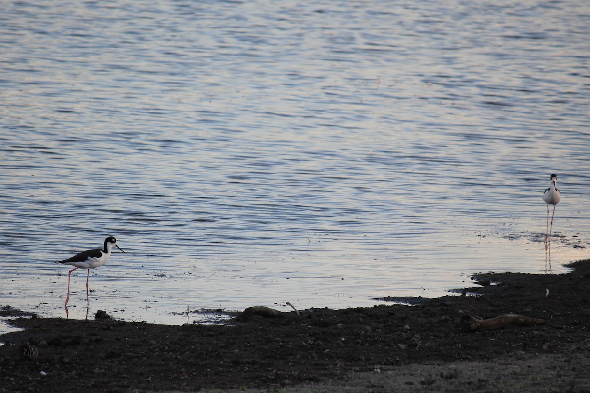 Black-necked Stilt - ML37069561