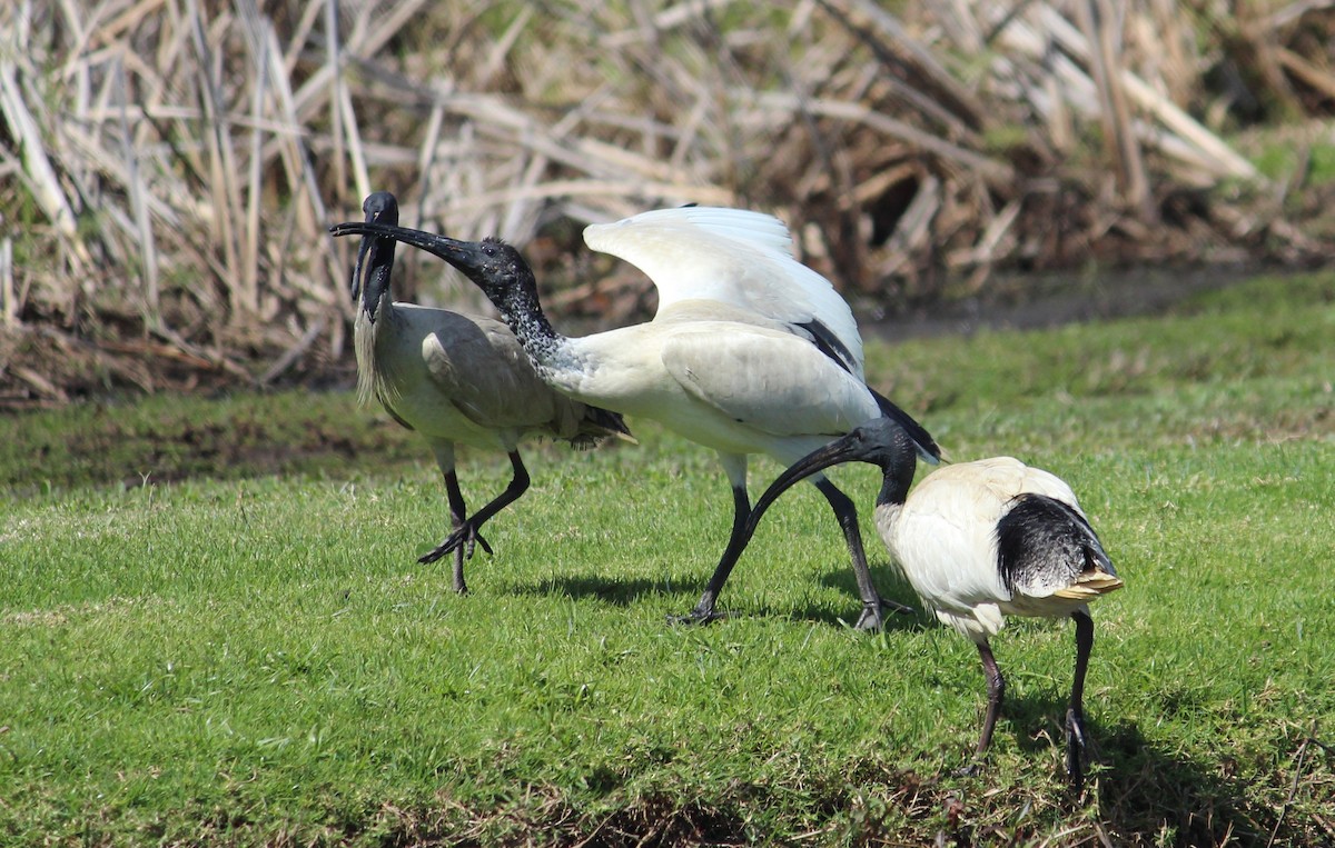 ibis australský - ML370695891