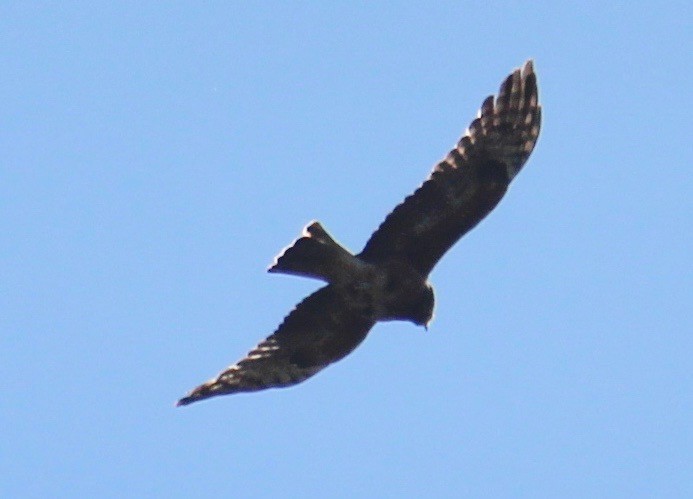 luňákovec australský - ML370696171