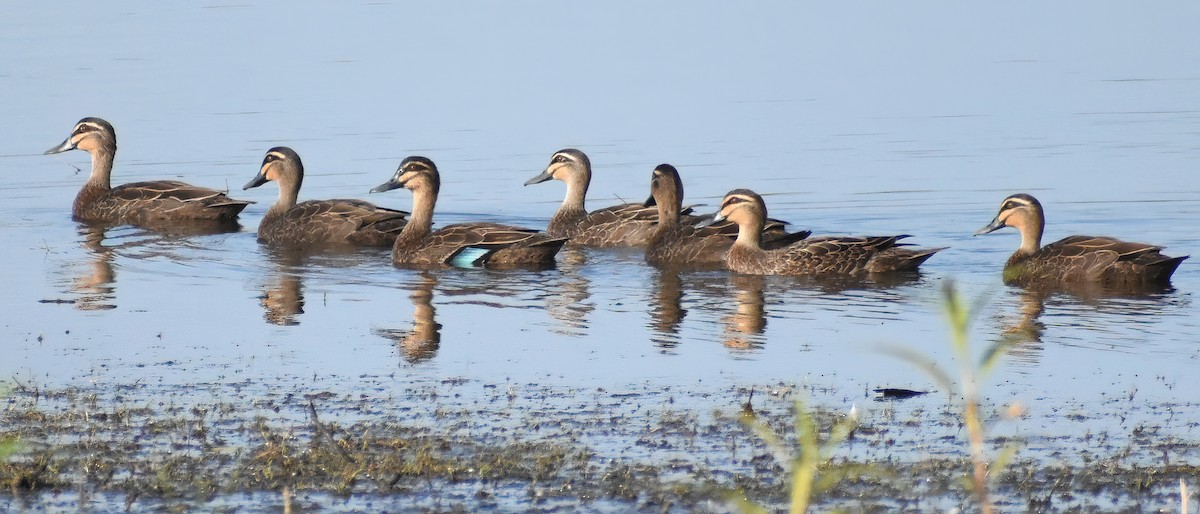 Pacific Black Duck - ML370696521