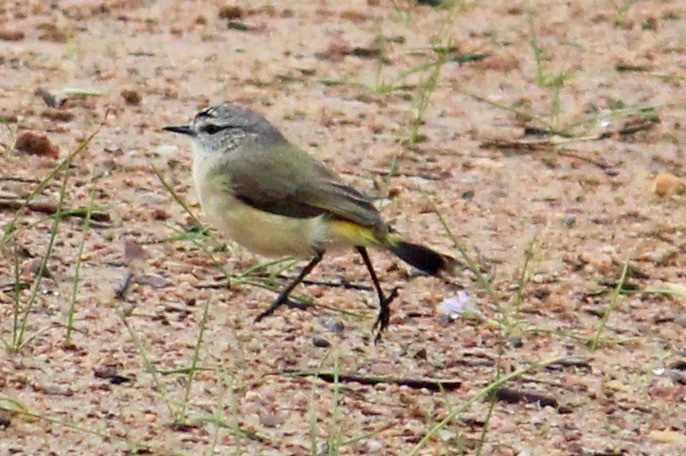 Yellow-rumped Thornbill - ML370696561
