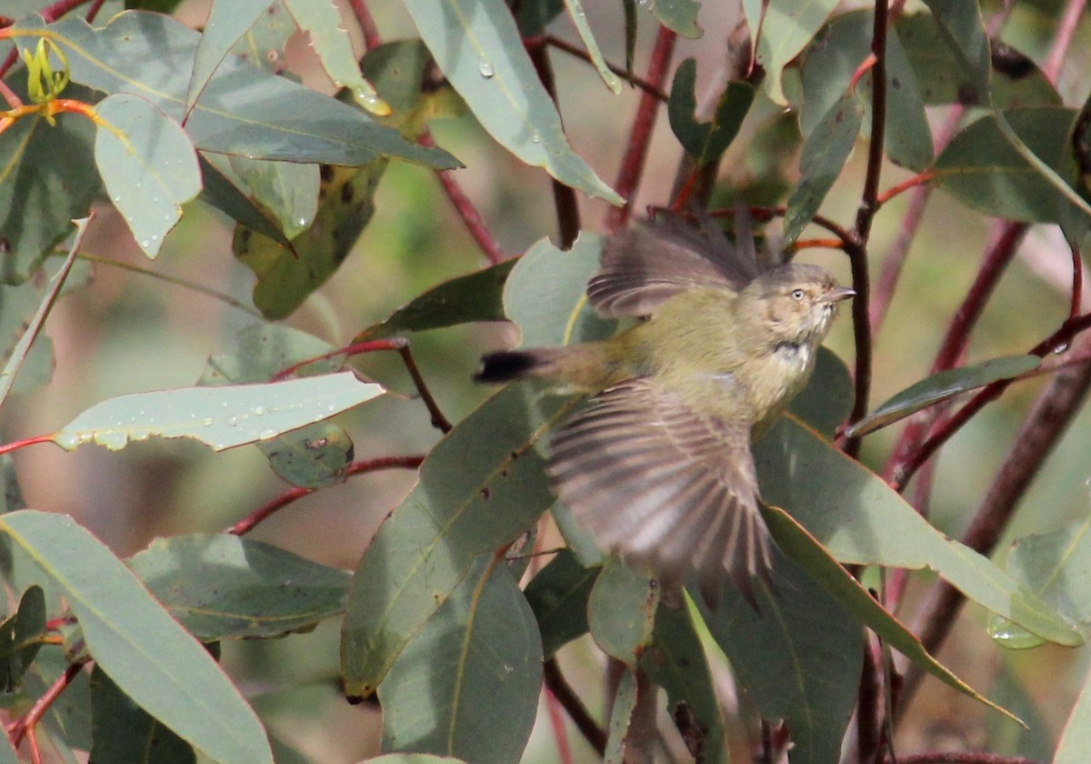 Weebill - ML370696721