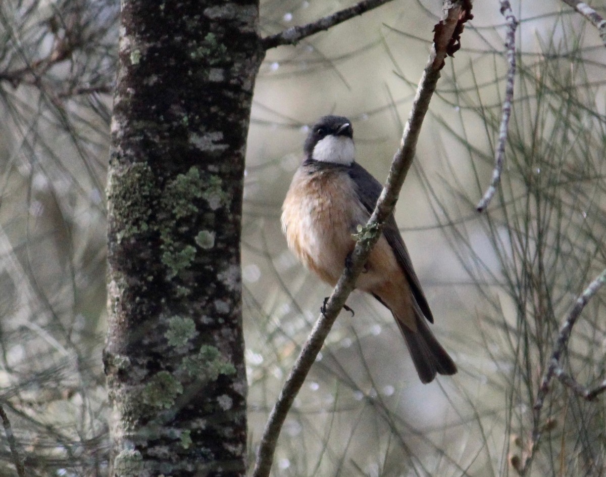 Rufous Whistler - ML370696761