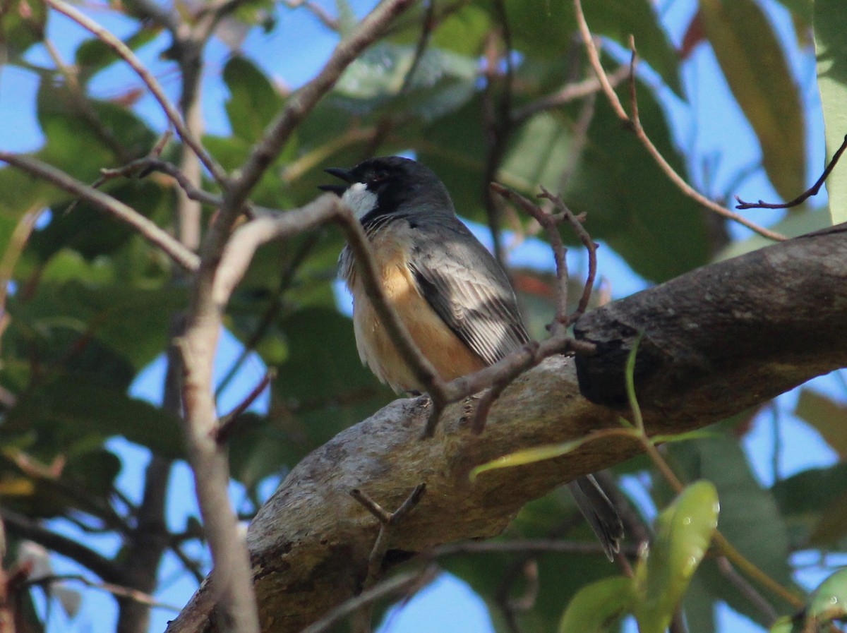 Rufous Whistler - ML370696791