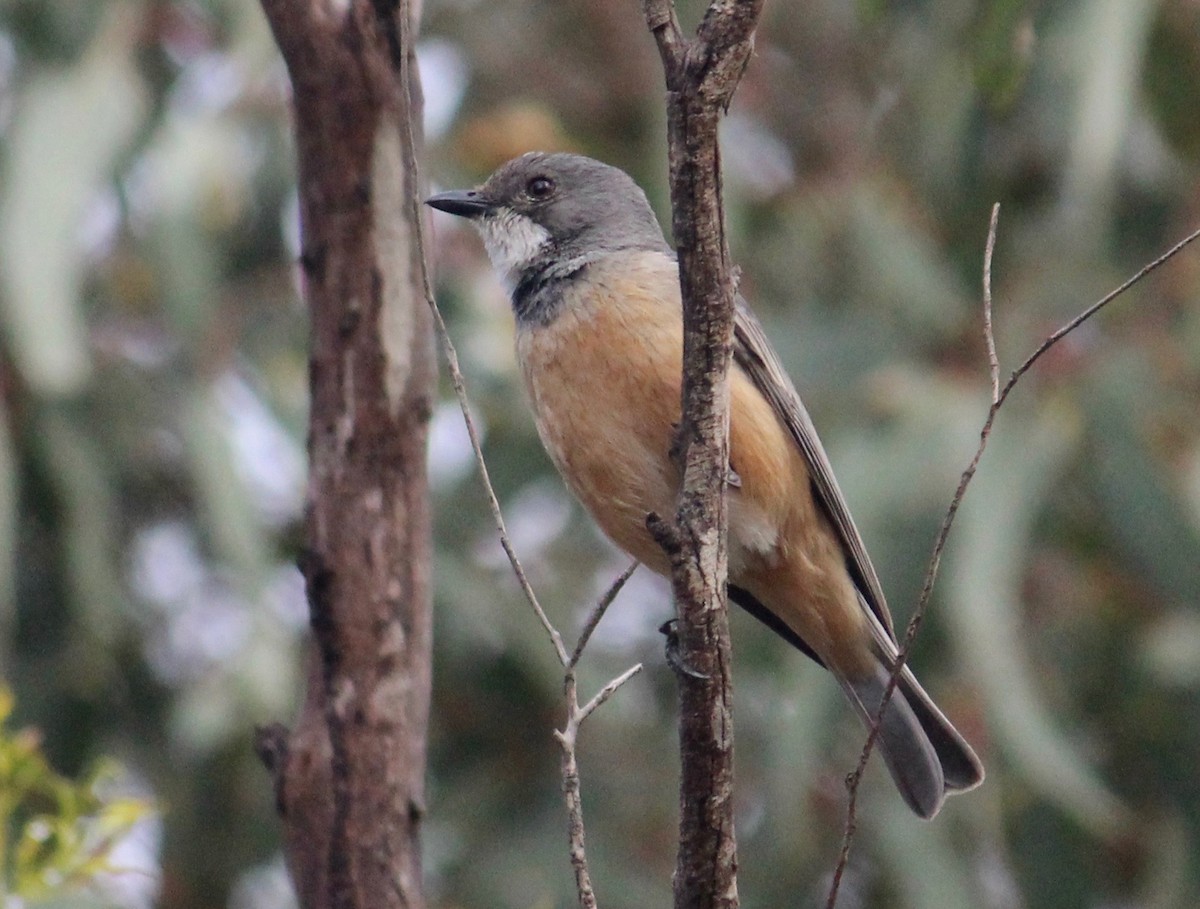 Rufous Whistler - ML370696961