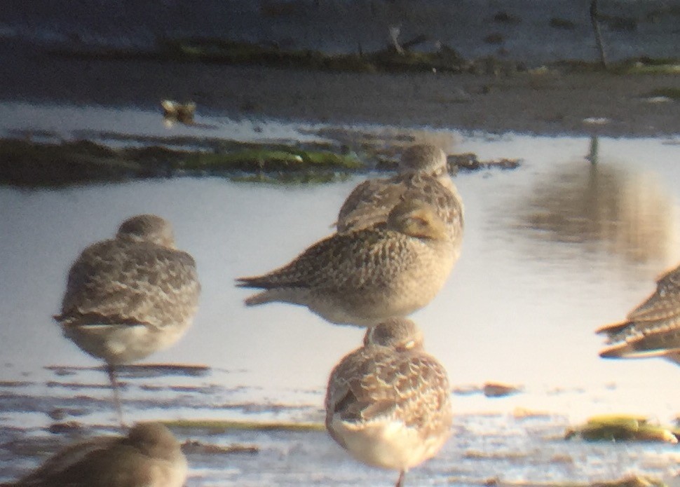 Pacific Golden-Plover - Liron Gertsman