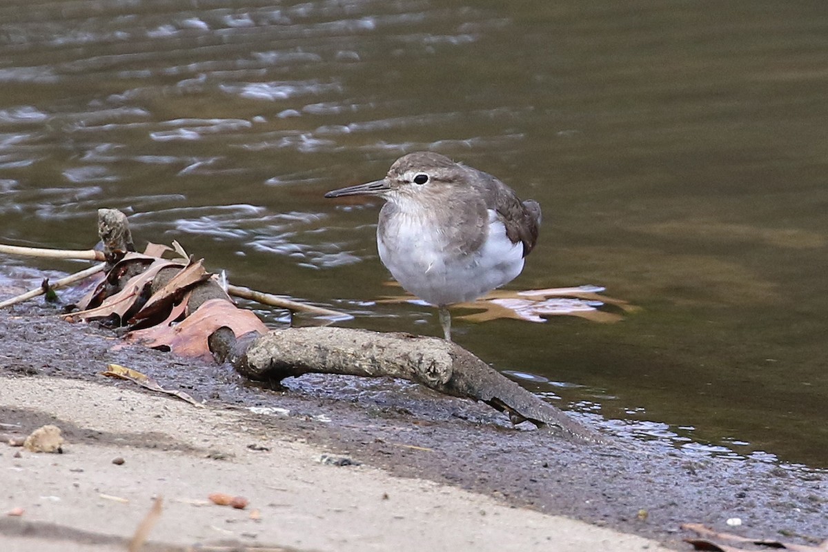 Common Sandpiper - Deb & Rod R