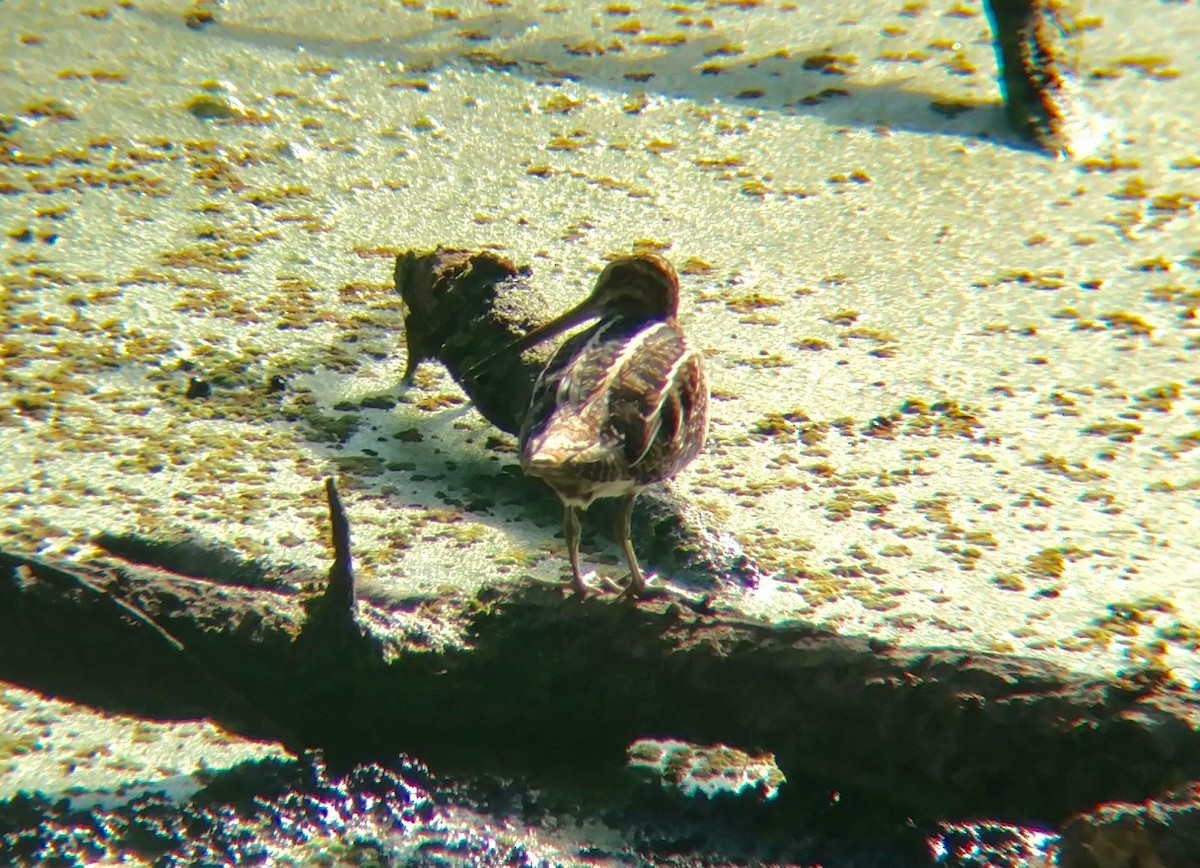 Wilson's Snipe - ML37069981