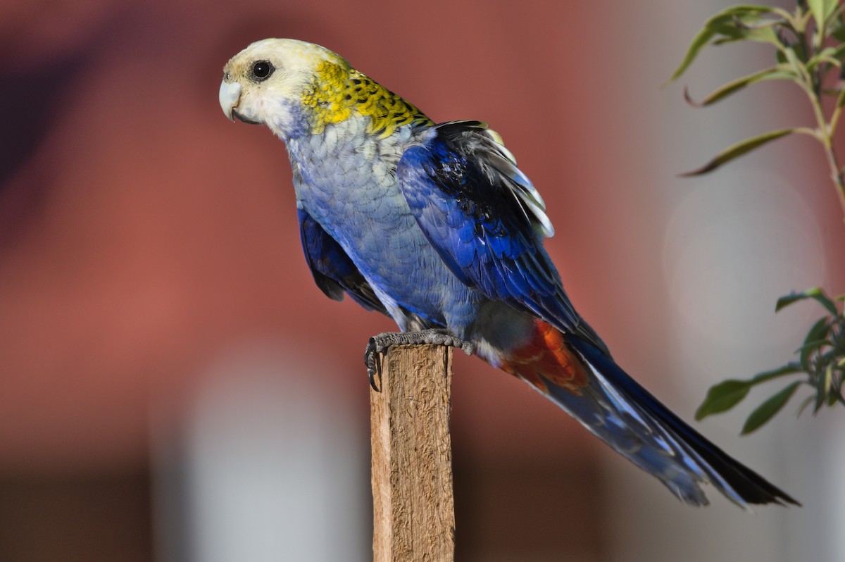 Pale-headed Rosella - ML370699951