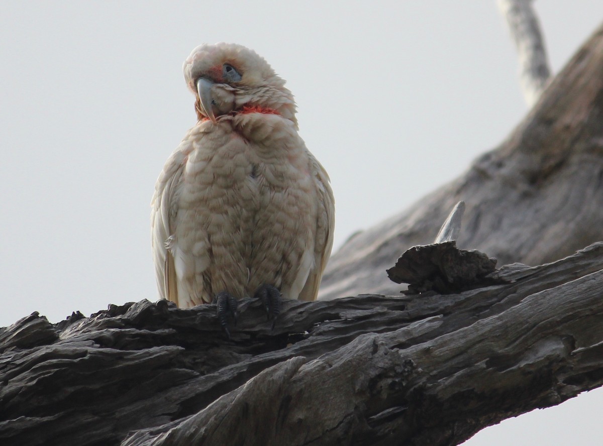 kakadu ostrozobý - ML370700581
