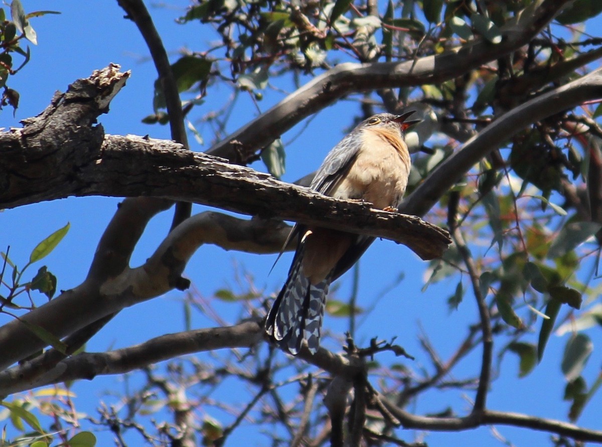 kukačka skořicová - ML370700621