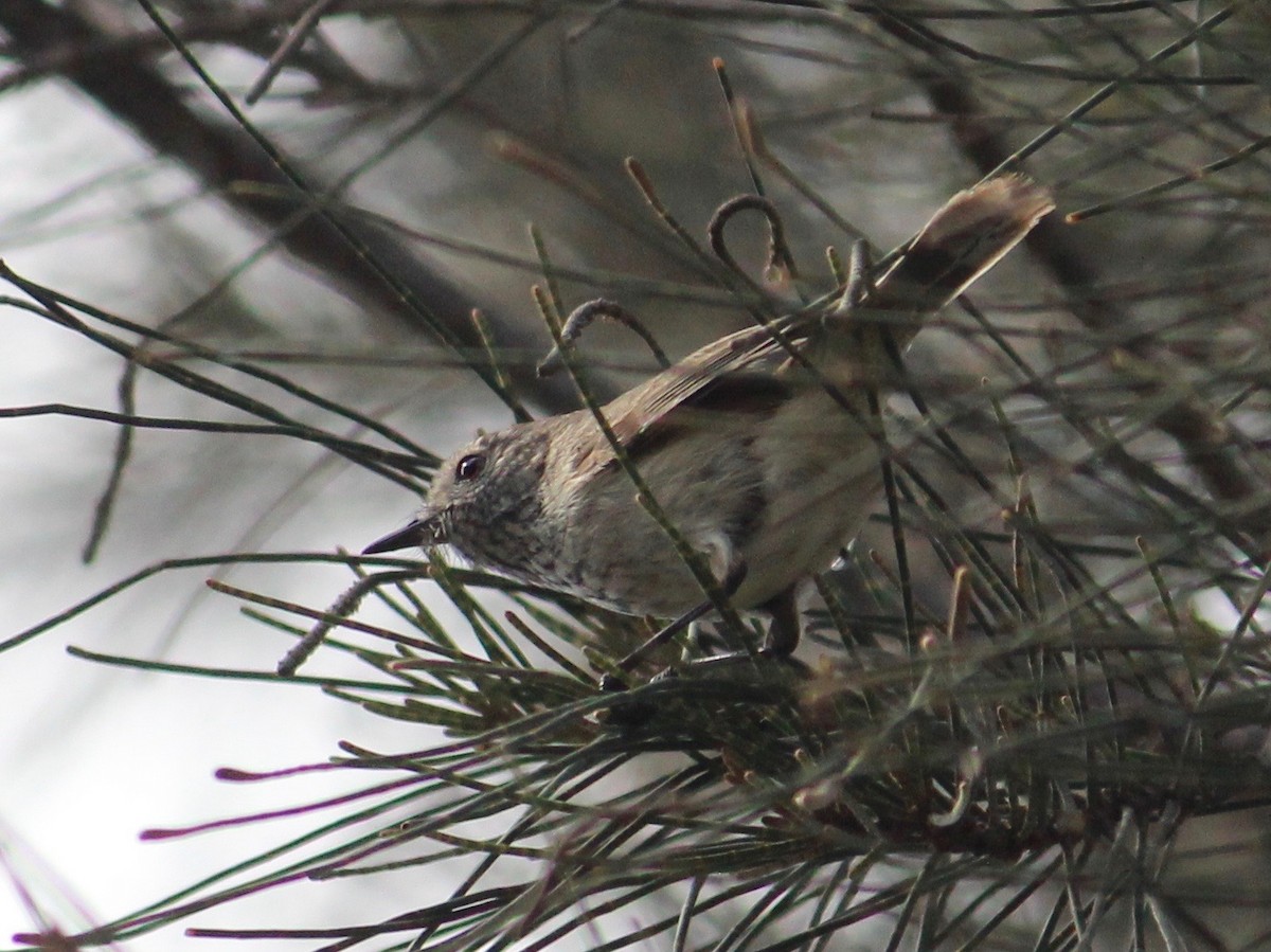 Inland Thornbill - ML370700811