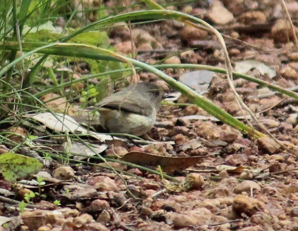 Western Thornbill - ML370700891