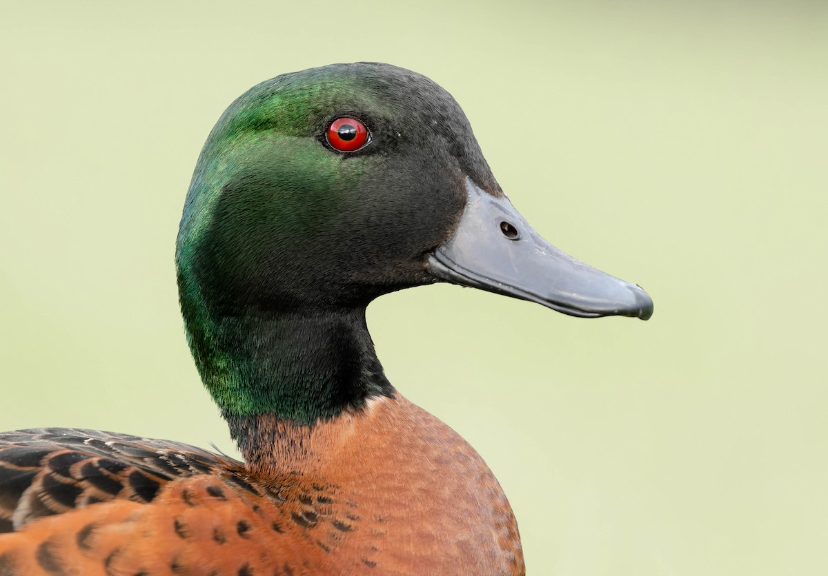 Chestnut Teal - ML370701051