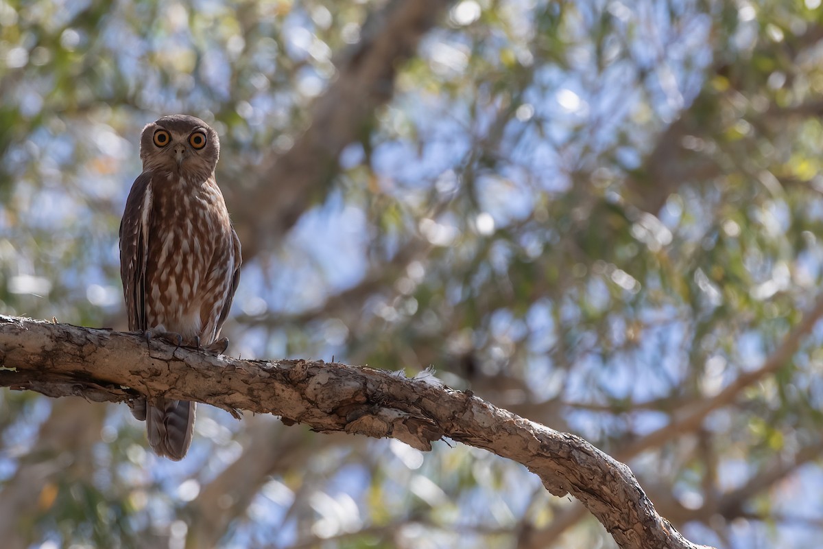 Barking Owl - ML370701231