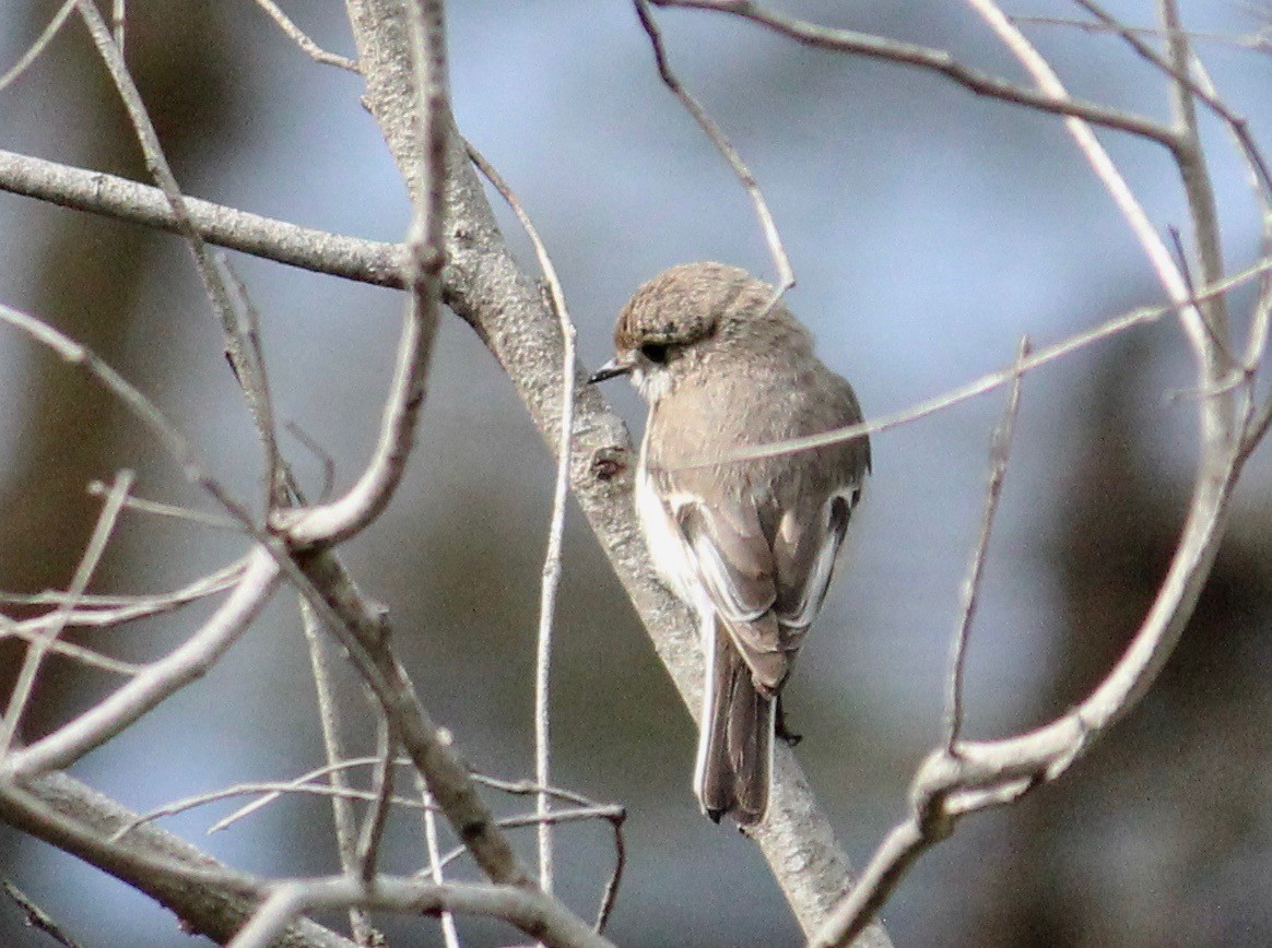 lejsčík rudočelý - ML370701411