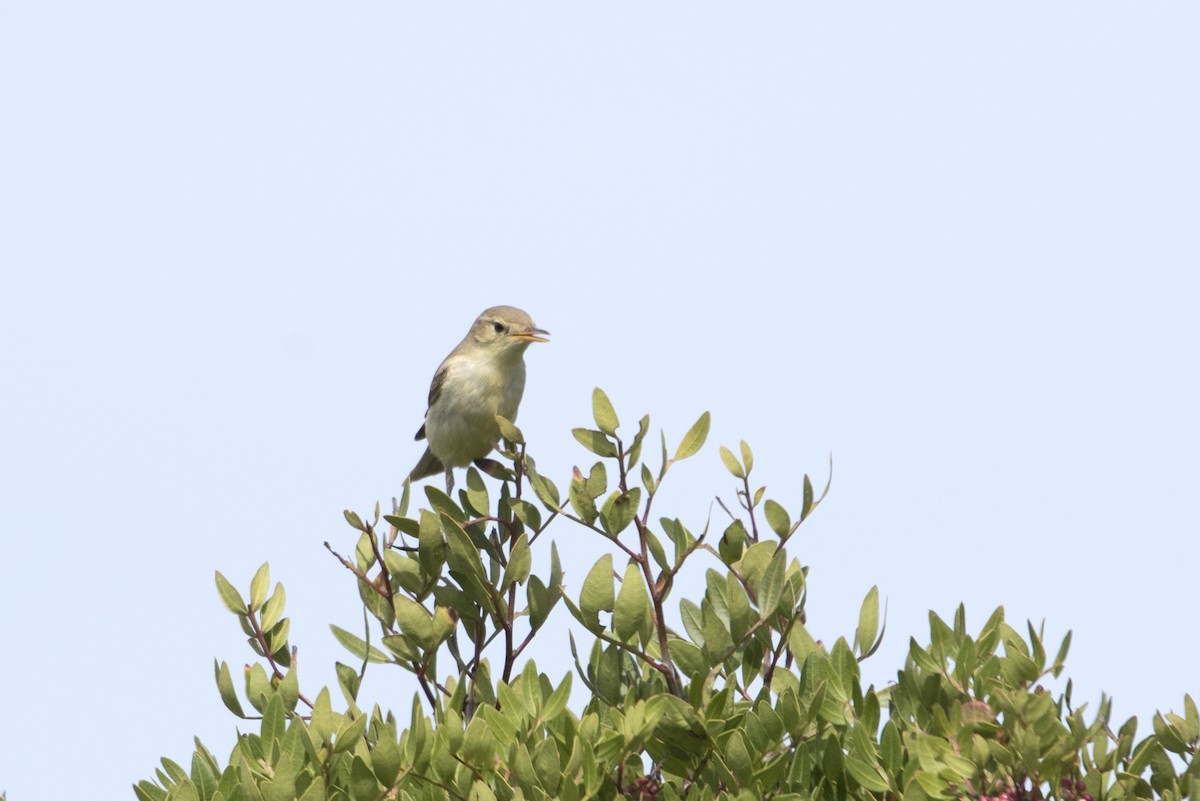 Melodious Warbler - ML370704011