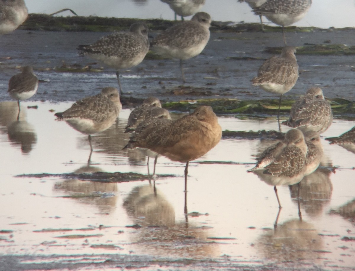 Marbled Godwit - ML37070421