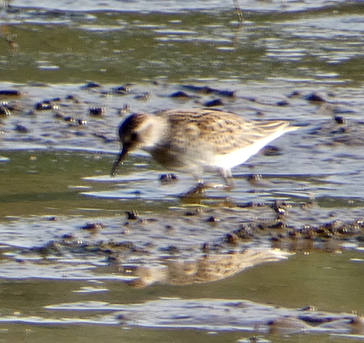 Least Sandpiper - ML370706251